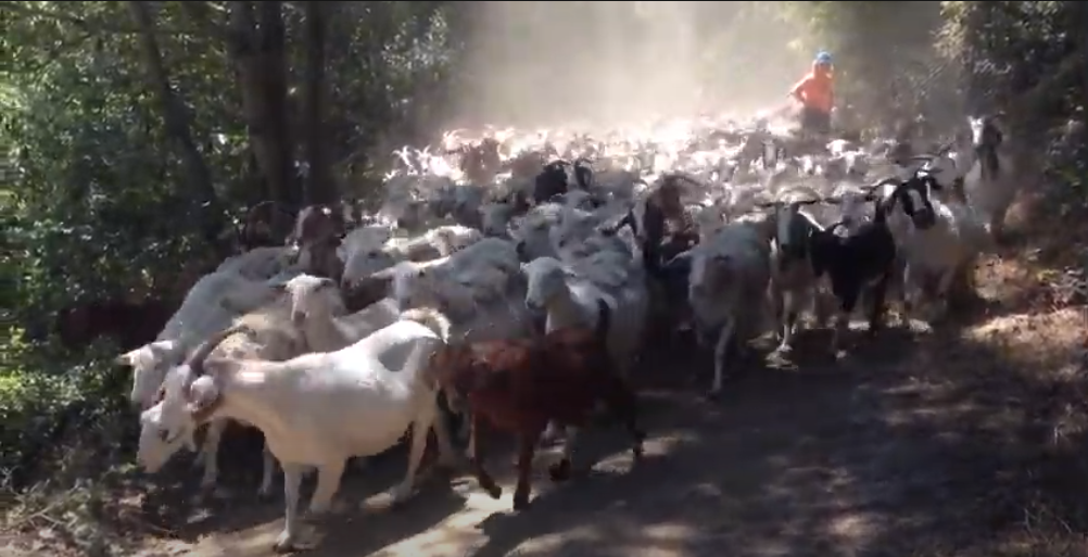 Goat Traffic Jam Video